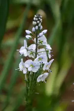 DSC00695(1).webp