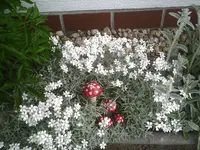 4Pilze.webp