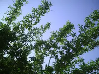 Falscher Jasmin.webp
