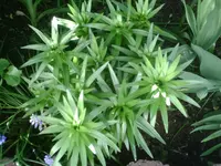 Gartenlilien.webp