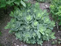 Sedum.webp