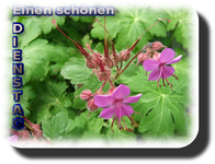 geranien.webp
