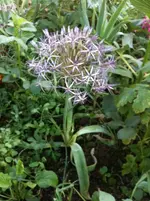 A.christophii.webp