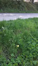 T.dasystemon.webp