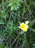 T.dasystemon (2).webp