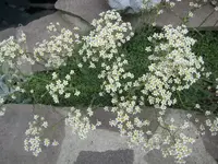 IMG_5496.webp