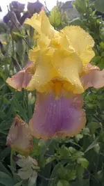 Handyuploard15.1.2011 167.webp