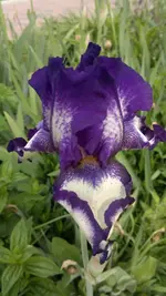 Handyuploard15.1.2011 144.webp