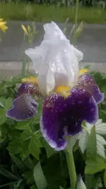 Handyuploard15.1.2011 148.webp