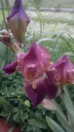 Handyuploard15.1.2011 151.webp