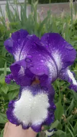 Handyuploard15.1.2011 150.webp