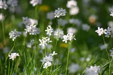 Unbekannte Blume.webp