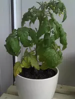 Tomato1.webp