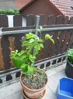 SDC11811.webp