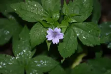 DSC05110.webp