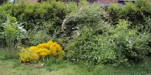 DSC01527 - 2011-05-17 - hecke zur Straße.webp