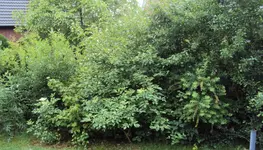 DSC01529 - 2011-05-17- hecke zur straße u nachbarn rechts.webp