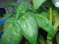 DSC01820.webp