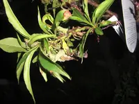 CIMG5642.webp