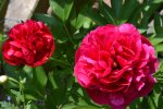 Pfingstrose Paeonia officinalis Frühling.jpg