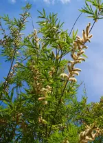 P5118639 Salix.webp
