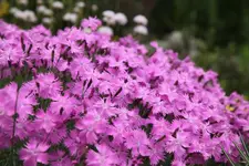 IMG_0811.webp