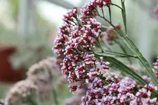 IMG_0799.webp