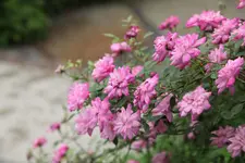 IMG_0808.webp