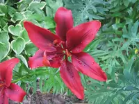 Blumen.webp