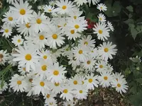 Blumen (1).webp