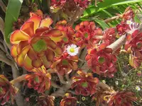 Blumen (2).webp
