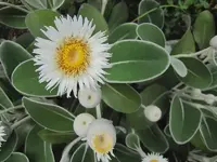 Blumen (3).webp