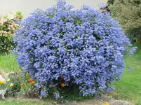 Busch blau v.webp