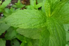 P1020004.webp