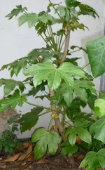 P1010884.webp