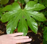 P1020010.webp