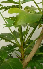 P1020011.webp