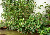 P1020007.webp