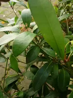 P1020008.webp