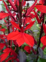 P1000051.webp