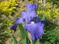 IMG_blau_800x600.webp