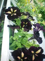 100_3035.webp