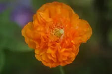 DSC05135.webp