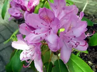 Rhodi in blüte.webp