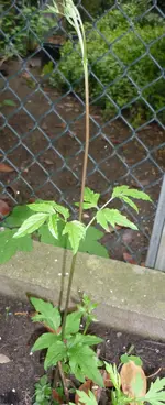 P1020022.webp