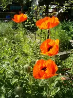 HPIM0014.webp