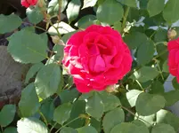 HPIM0017.webp