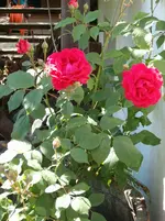HPIM0016.webp