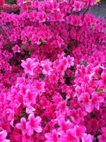 IMG_0040.webp
