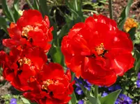 P4283738 Tulpen.webp